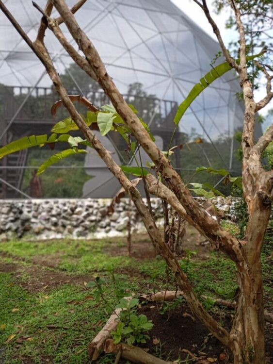 The Butterfly Garden & Conservation