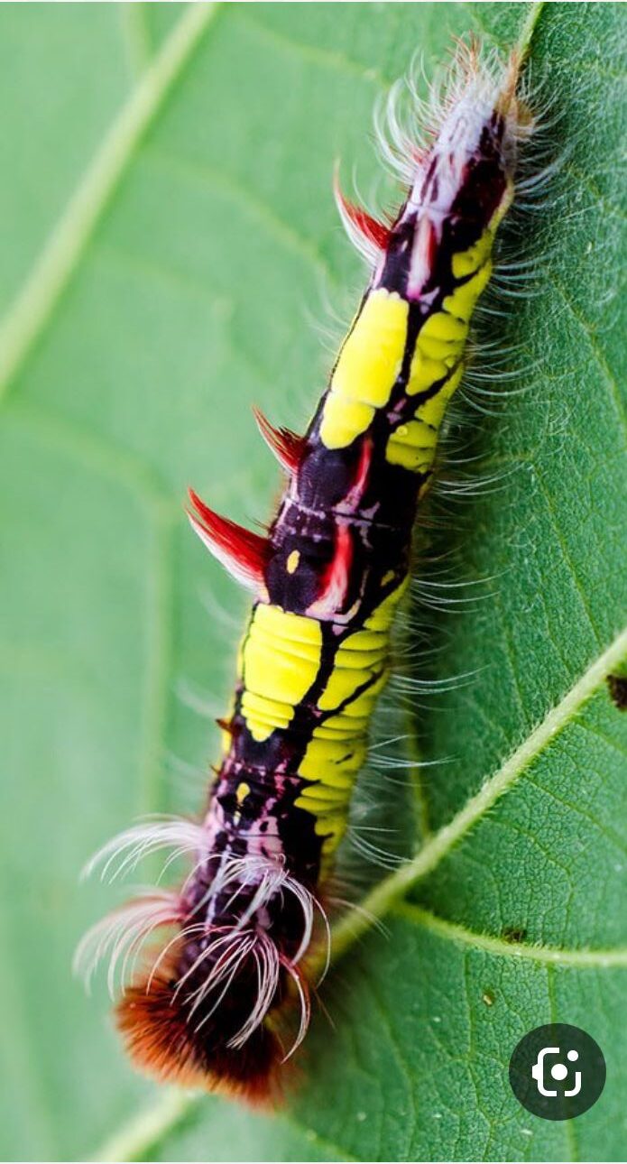 The Butterfly Garden & Conservation