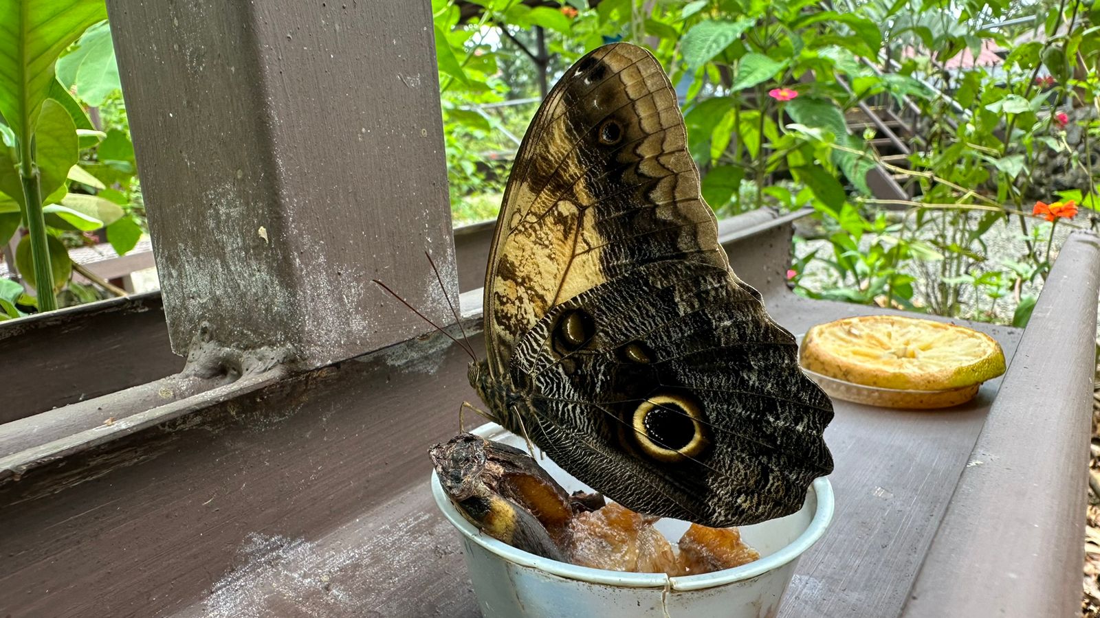 The Butterfly Garden & Conservation