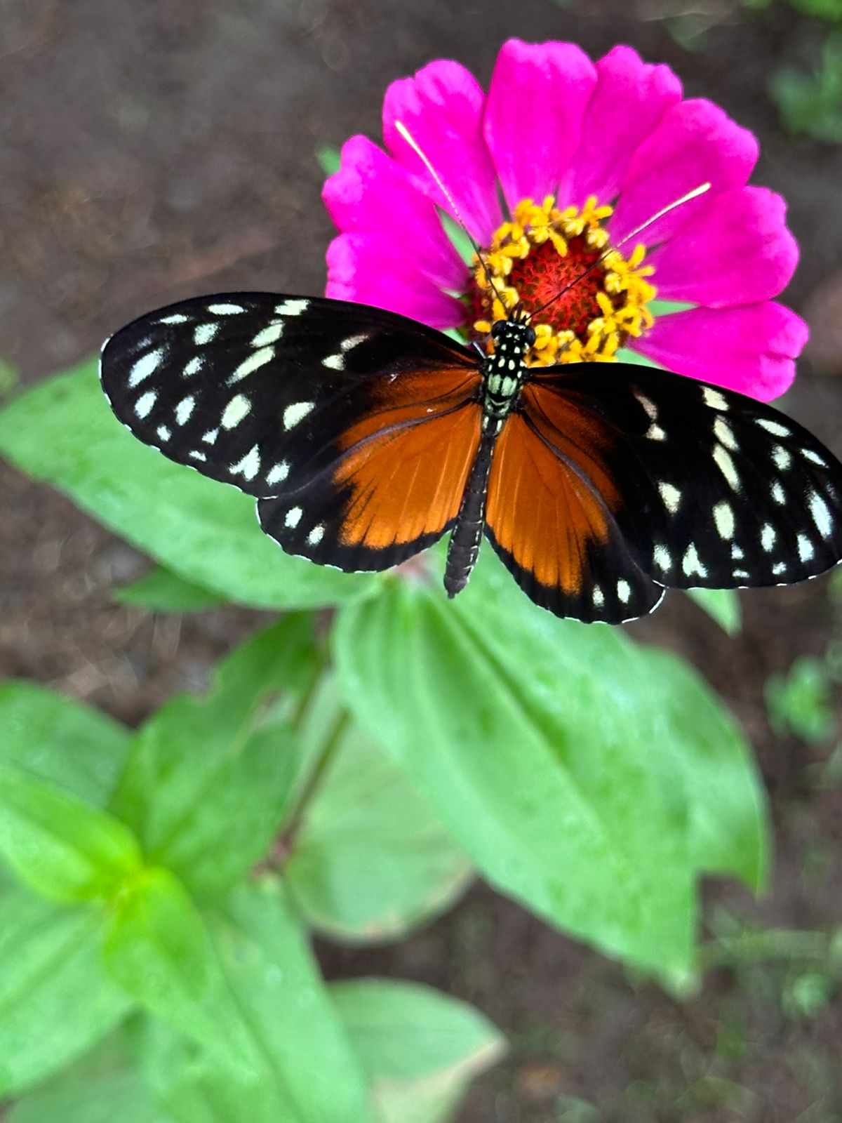 The Butterfly Garden & Conservation