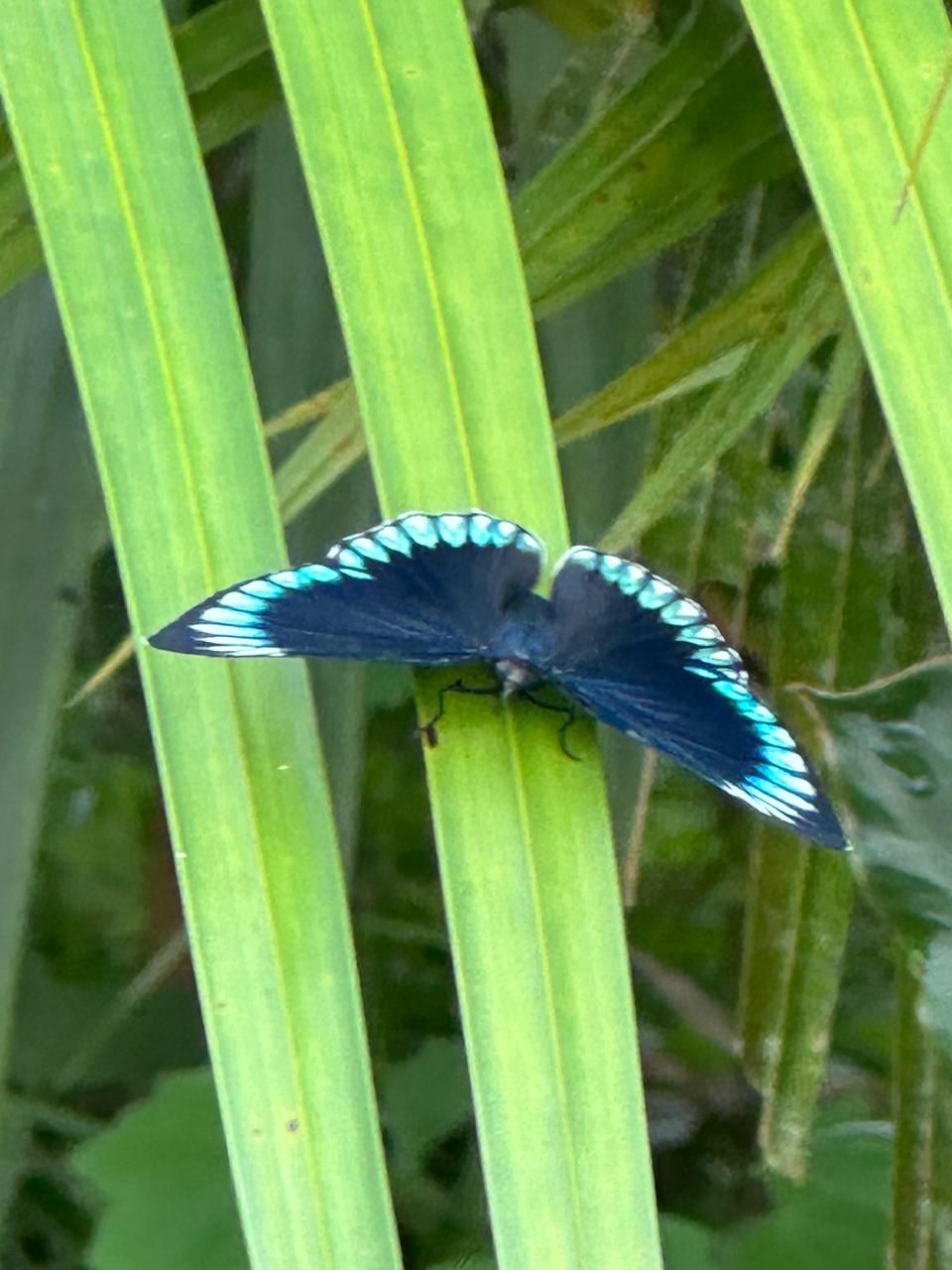 The Butterfly Garden & Conservation