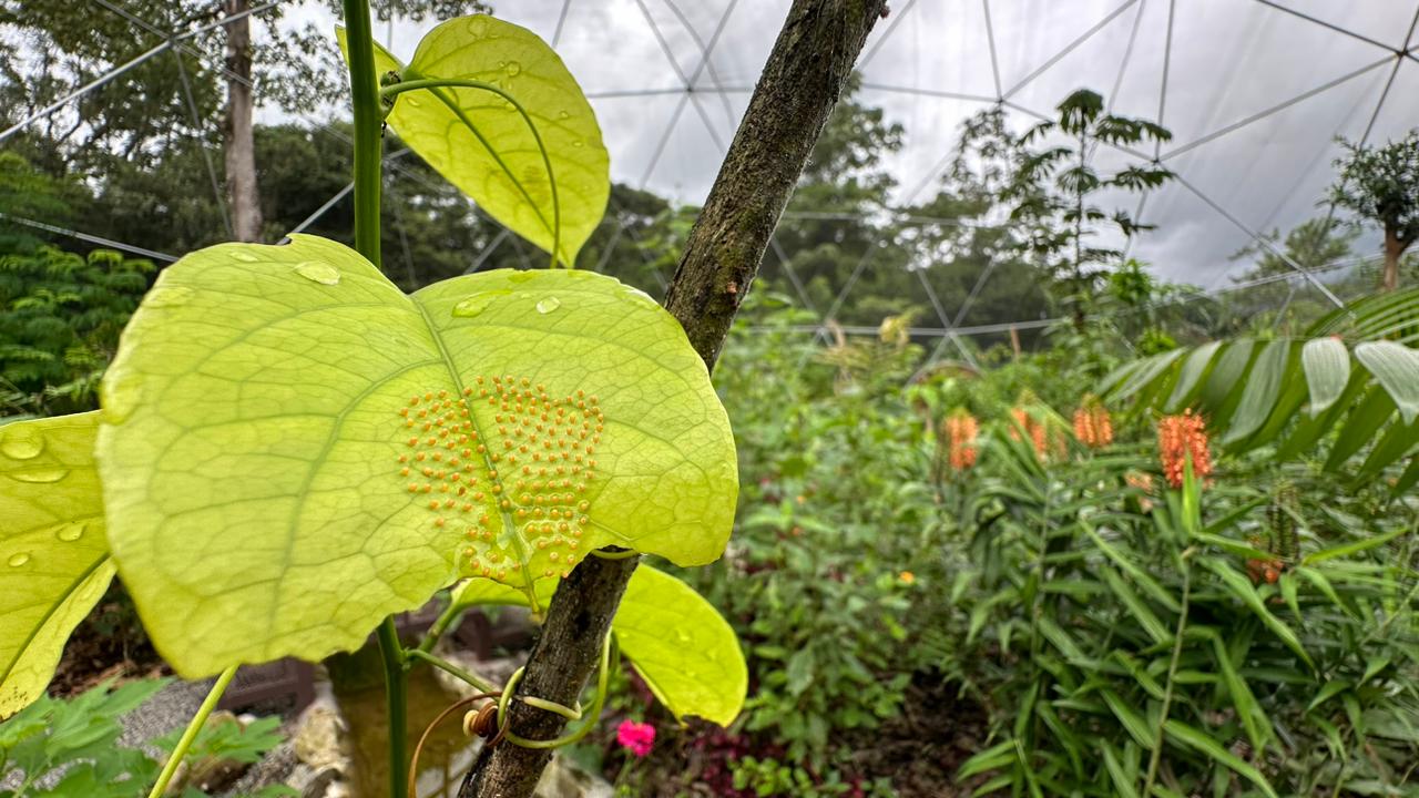 The Butterfly Garden & Conservation