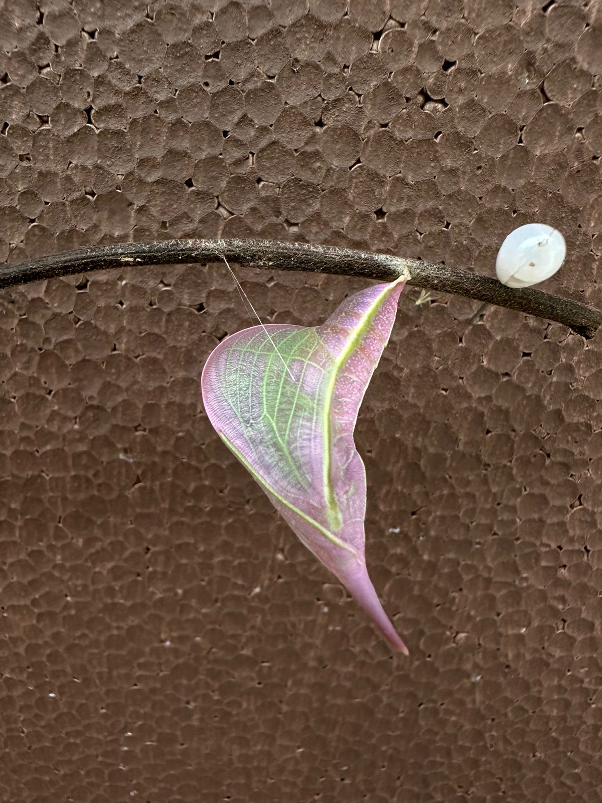 The Butterfly Garden & Conservation