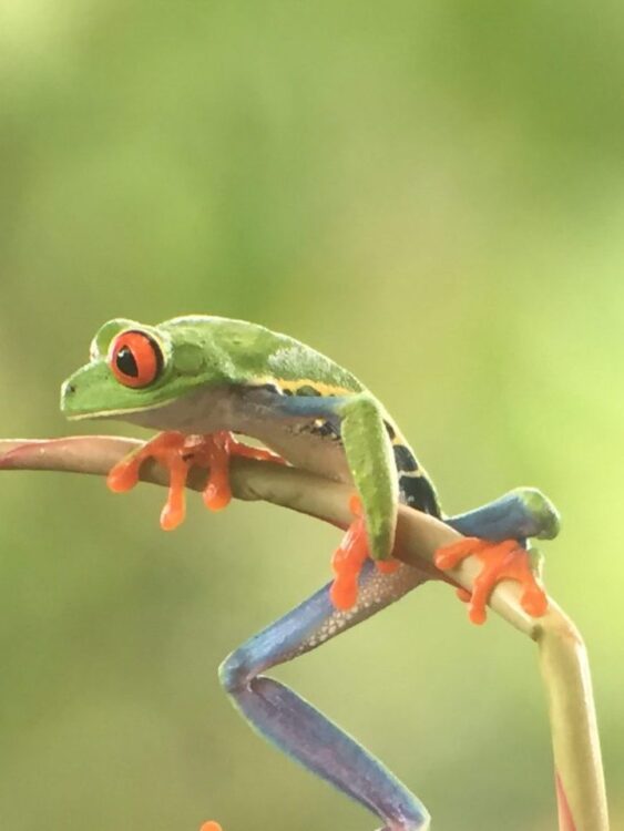 Frog Watching