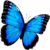 mariposa